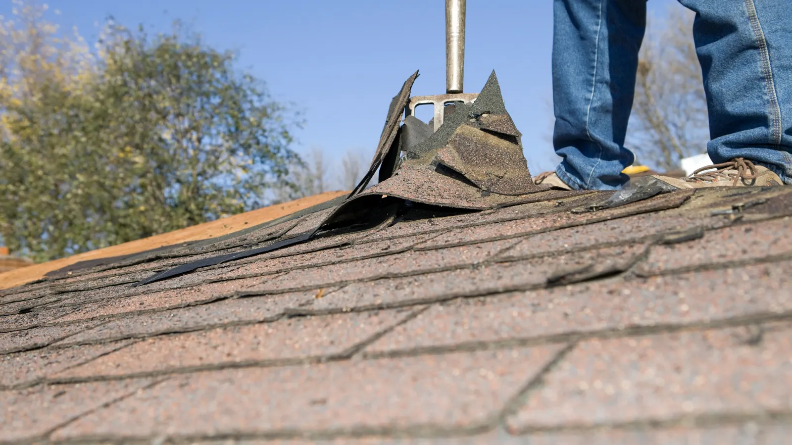 Old roofing lifted by a shingle removal fork next to a standing roofer